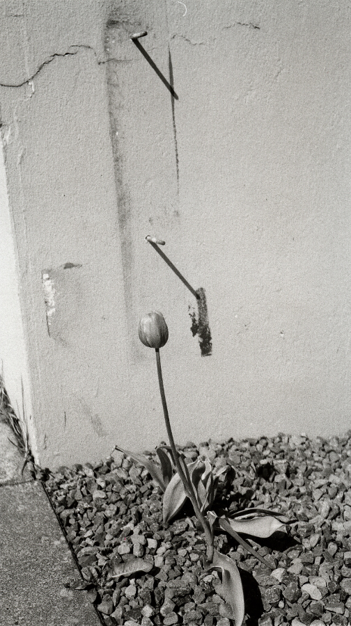 tulip2
